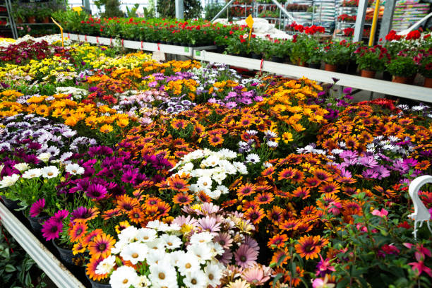 istock African daisies growing in greenhouse farm 1365007070