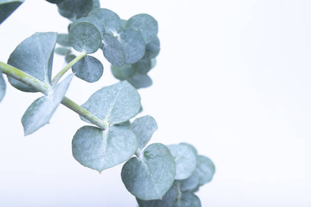 istock Eucalyptus leaves on white background. Blue green leaves on branches for abstract natural background or poster 1365007397