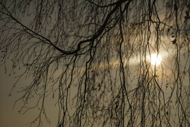 fotografia iluminada de volta de árvore nua e disco solar com céu como fundo - searching landscape sunset winter - fotografias e filmes do acervo