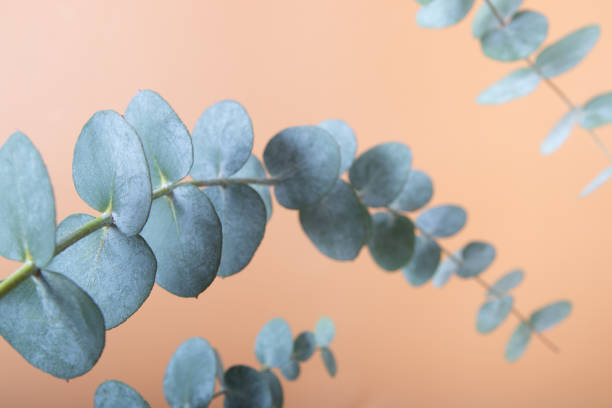 istock Eucalyptus leaves on a colored background. Blue green leaves on branches for abstract natural background or poster 1365008325