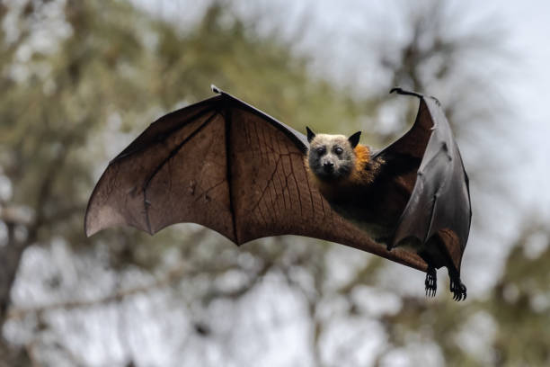 australian grey-headed flying fox - vleerhond stockfoto's en -beelden