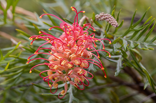 Australian Grevillea plant in flower