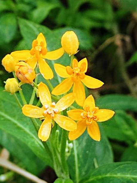 istock Yellow butterfly flowers 1365010204
