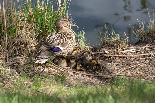 Wild duck with its little ducklings by the pond in the grass.