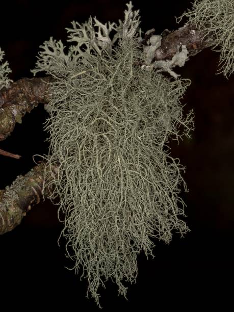 istock Cascading Usnea Barbata Fungus. 1365010766