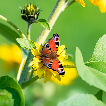 Butterfly Peacock Eye sits on a yellow rudbeckia flower. High quality photo