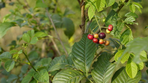 Fruits of Rauvolfia tetraphylla with its dark green leaves background and under bright sunlight. The fruits are called devil peppers and hold an important position in the Indian traditional system of medicine. Commonly called as Four-leaf devil-pepper, Milkbus frutos de rauvolfia tetraphylla con sus hojas de color verde oscuro de fondo y bajo la luz del sol brillante. las frutas se llaman pimientos del diablo y ocupan una posición importante en el sistema tradicional indio de medicina. comúnmente llamado pimie