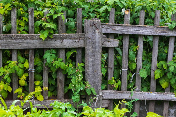 istock Raspberry bushes in the garden in the village. 1365012075