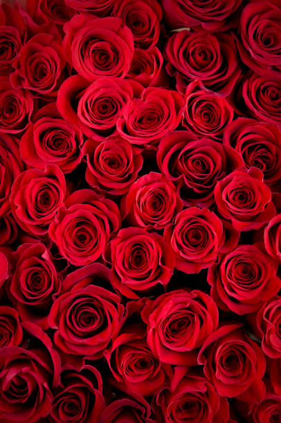 美しい赤いバラの束 - dozen roses rose flower arrangement red ストックフォトと画像