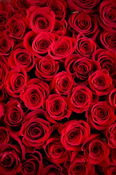 Photo of Bunch of Beautiful red roses