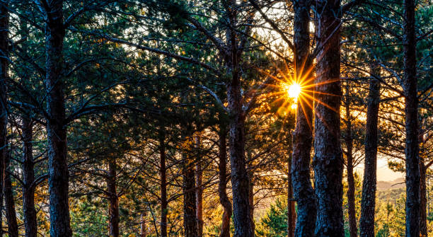 istock sun rays passing through the trees in the forest - texture of nature 1365013309