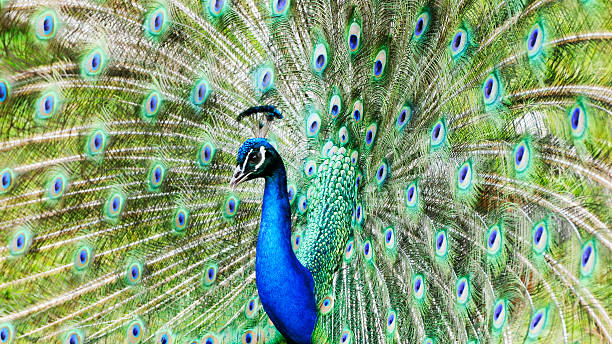 istock Portrait of a Beautiful Peacock with Tail Flaired 136501332