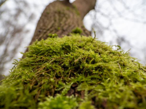 istock Moss on the bark of a tree close-up 1365013561