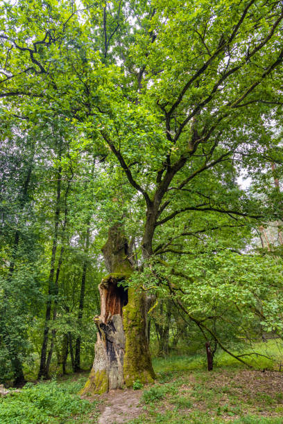 Natural tree monument Dab Bartus Oak in Bory Tucholskie Coniferous Forest in Pomerania region of Poland Natural tree monument Dab Bartus Oak, Quercus robur, in Bory Tucholskie Coniferous Forest near Chojnice in Pomerania region of Poland bory tucholskie stock pictures, royalty-free photos & images