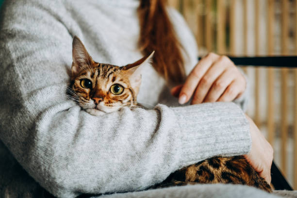 amor por los gatos. una mujer se sienta en una silla en casa y sostiene a su amado gato de bengala en sus brazos. - bengal cat fotografías e imágenes de stock