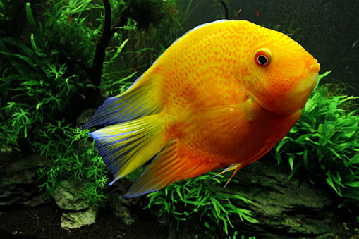 Acará Severo, beautiful freshwater fish in aquarium