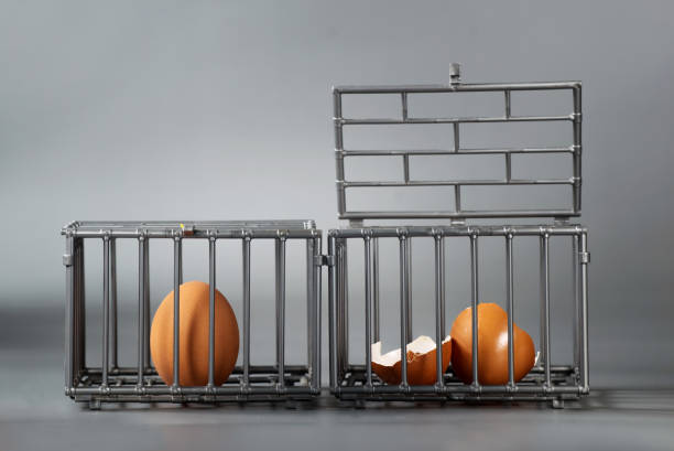 incubator Brown chicken egg in a little toy cage free no sign up stock pictures, royalty-free photos & images