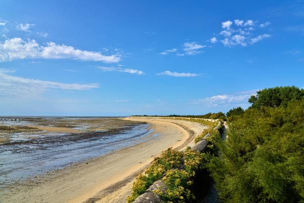 istock curved surf wall with wildflowers on the Ile de Re beach 1365016602