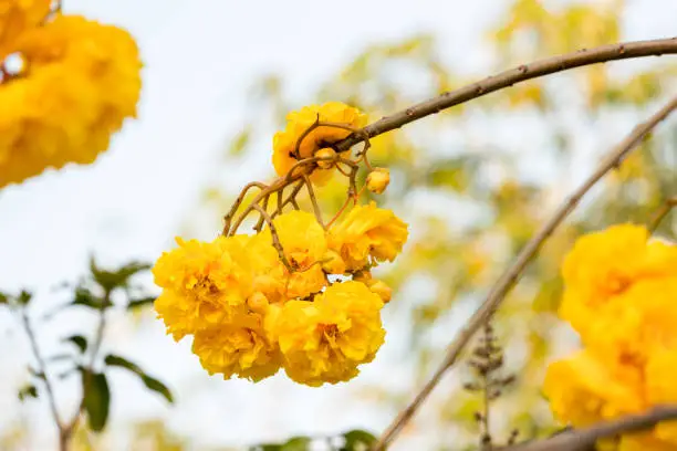 Yellow Silk Cotton flower, Scientific name is Cochlospermum religiosum Alston. silk-cotton tree, buttercup tree. yellow silk cotton or torchwood flower