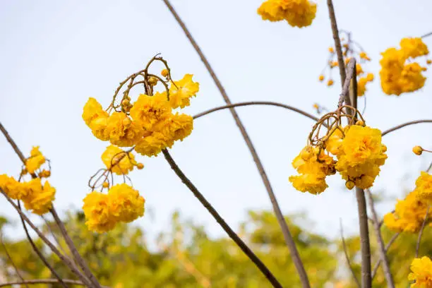 Yellow Silk Cotton flower, Scientific name is Cochlospermum religiosum Alston. silk-cotton tree, buttercup tree. yellow silk cotton or torchwood flower