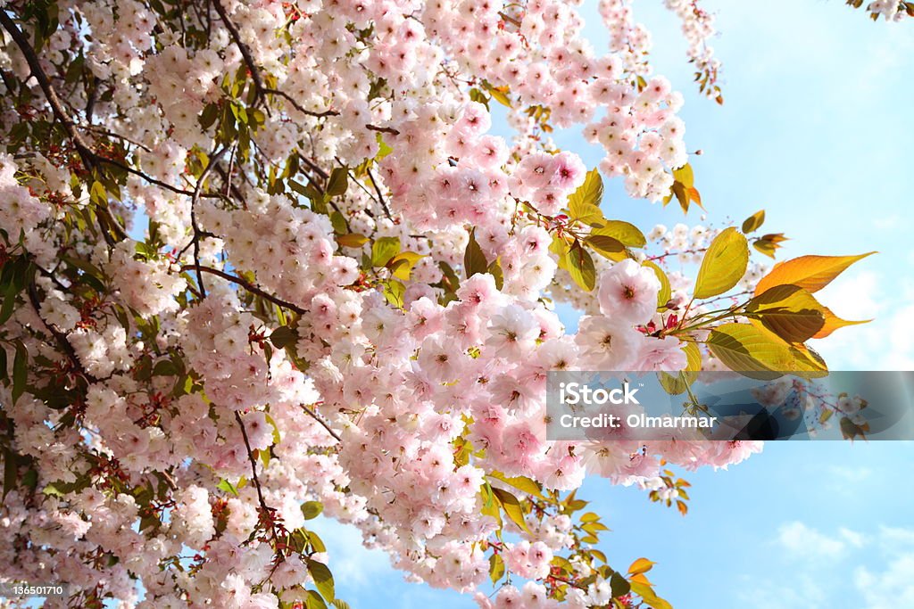 Kirschblüte in blauen Himmel - Lizenzfrei Ast - Pflanzenbestandteil Stock-Foto