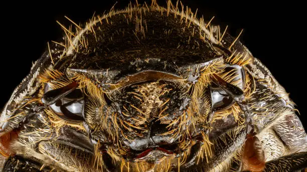 Photo of Grey Back Cane Beetle Face