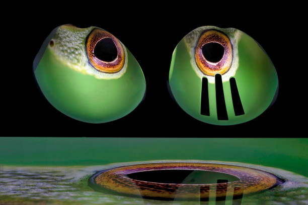 Spoon reflections of a frog's eye using a serving spoon and a slotted spoon to catch the image reflected from the illuminated tablet