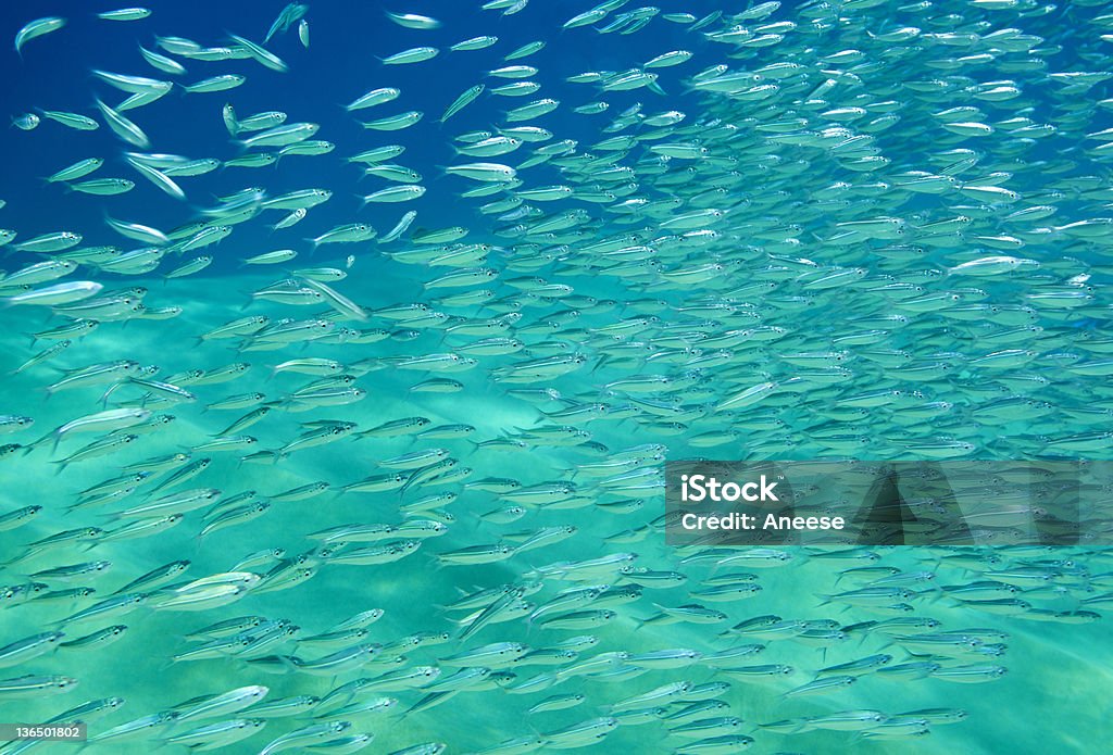 School of Fish Large school of bait fish. Take in the Sea of Cortez near Cabo San Lucas, Mexico Anchovy Stock Photo