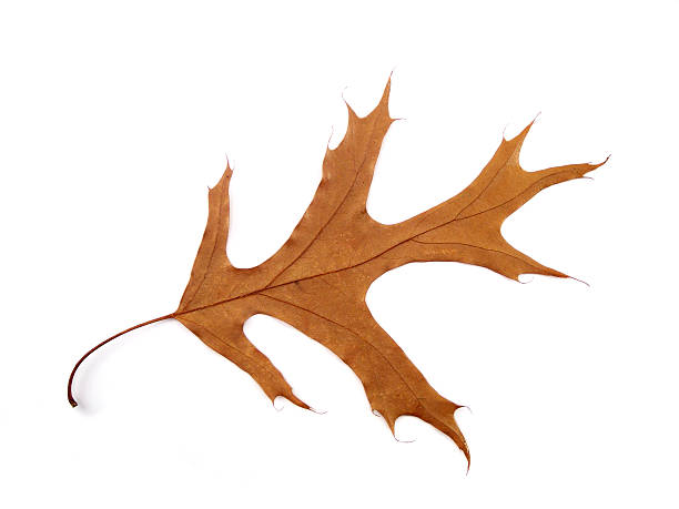Dry Oak Leaf stock photo