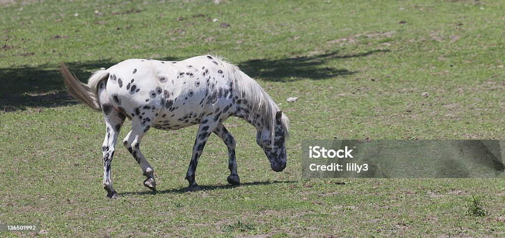 Appaloosa on meadow Appaloosa on meadow - Equus ferus caballus Horse Stock Photo