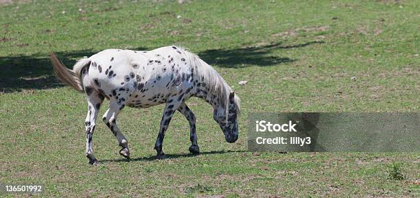 Appaloosa On Meadow Stock Photo - Download Image Now - Horse, Looking Down, Agricultural Field