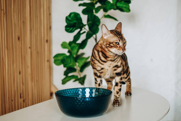 istock Bengal cat jumped on the table. Love for pets. 1365020038