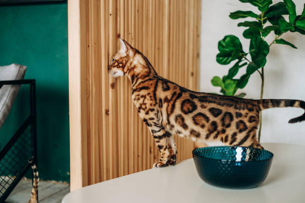 istock Bengal cat jumped on the table. Love for pets. 1365020381