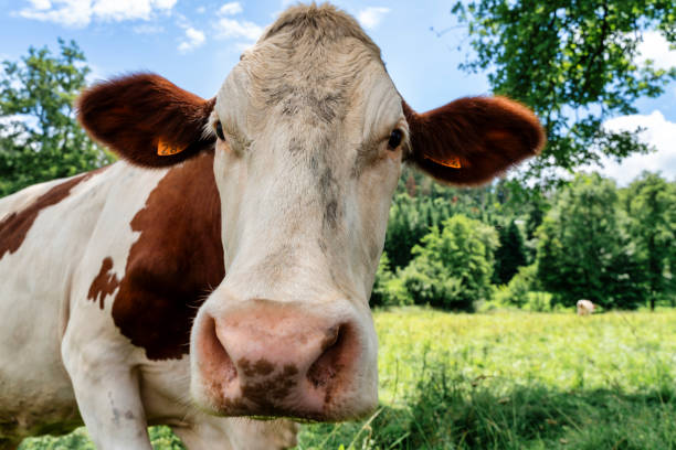 istock curious cow in the field looking at the camera. 1365021080