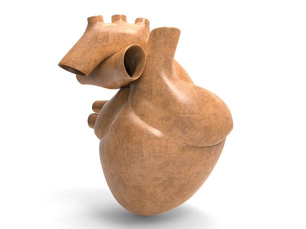 istock Model of artificial human heart 136502212