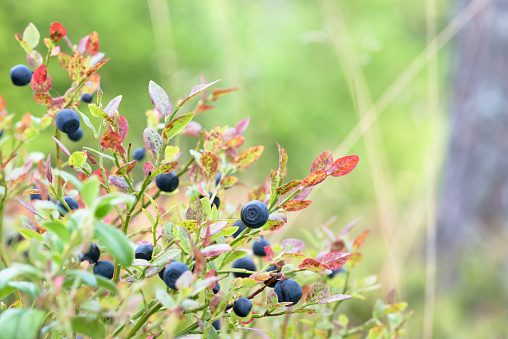 A close up view of lots of blueberries on the vine of a blueberry tree.