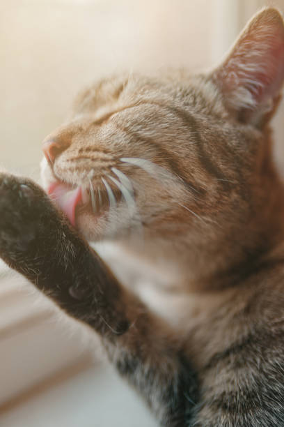 istock Tabby cat washes his paw. 1365022887