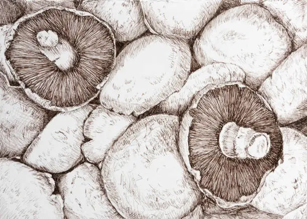 Vector illustration of Mushrooms piled together created in sepia pen & ink