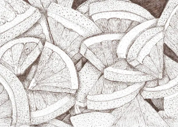 Vector illustration of Sections of citrus fruit in a pile created in pen & ink