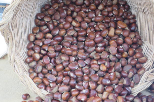 istock basket of chestnuts collected 1365024008