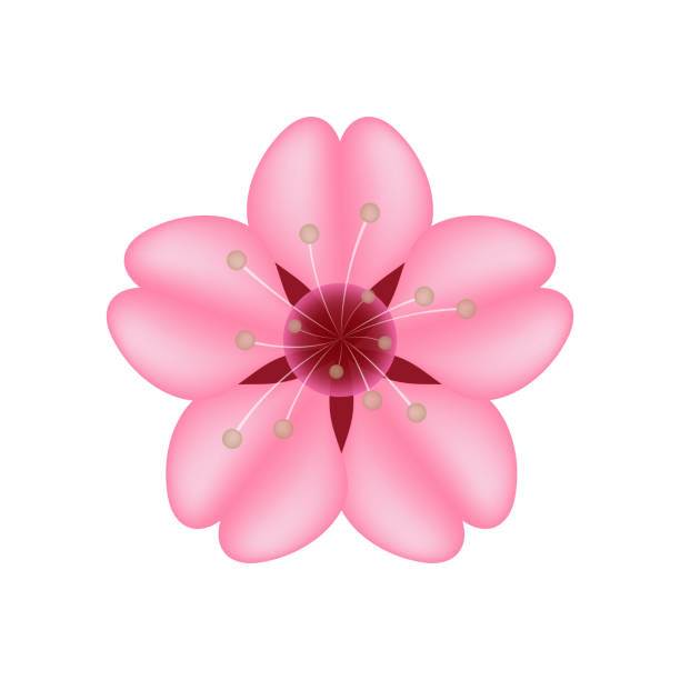 illustrazioni stock, clip art, cartoni animati e icone di tendenza di cherry blossom sakura illustrazione emoji vettoriale - blossom growth single flower cherry blossom