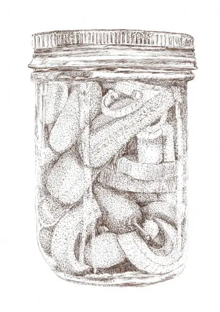 Vector illustration of Vegetable Pickles in a mason jar created in sepia pen and ink