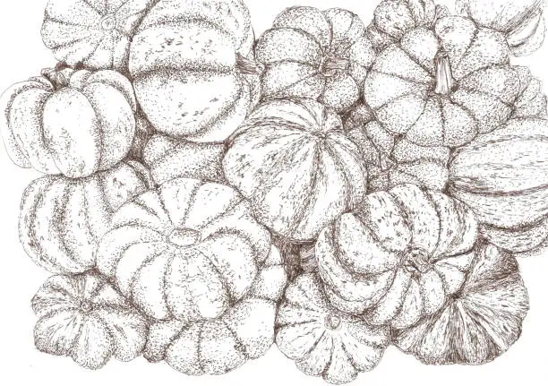 Vector illustration of Small round squash piled together in sepia pen & ink