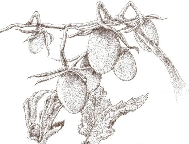 Vector illustration of Vine Ripened Tomatoes in sepia pen & ink stippling