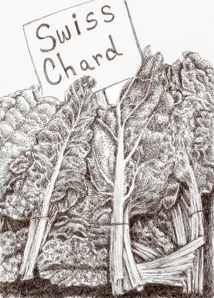 Vector illustration of Swiss Chard at the Farmers Market created in pen and ink