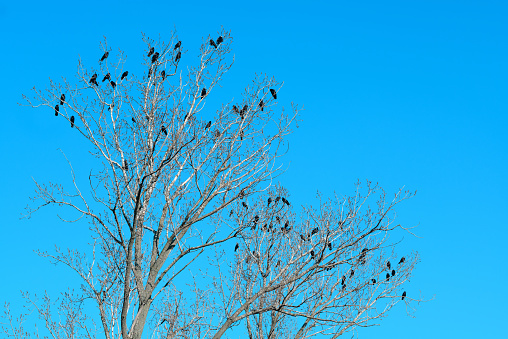 Flock of black crows (Corvus corone) on the tree in sunny autumn afternoon