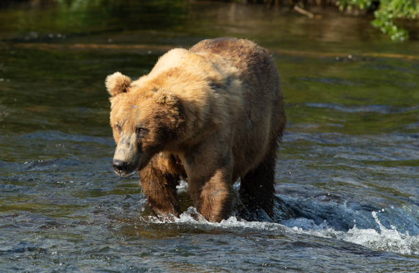 istock very large Alaskan Brown Bear close-up walking through a river 1365026696