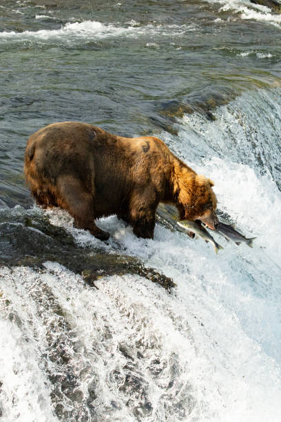 istock Brown bear catching fish in a waterfall 1365027418