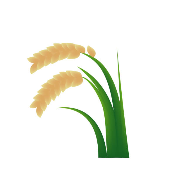 Hanging Rice Cartoon 70+ Wheatgrass Cartoon Stock Photos, Pictures & Royalty-Free Images ...