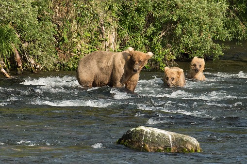 Female Brown Bear walking up a river with her cubs